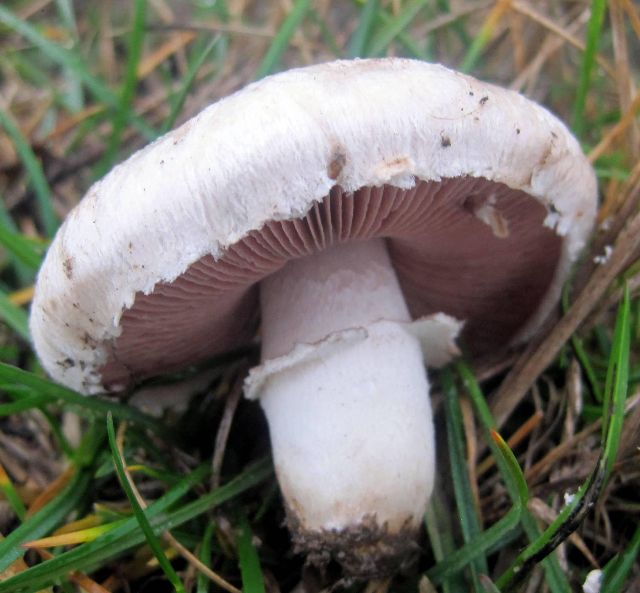 Как выглядят шампиньоны: виды луговых грибов и их названия, фото в природе и описание разреза