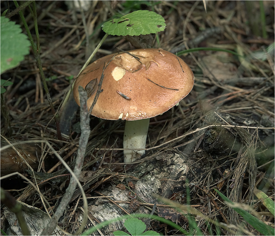 Масленок ложный фото и описание гриба: отличительные признаки, применение