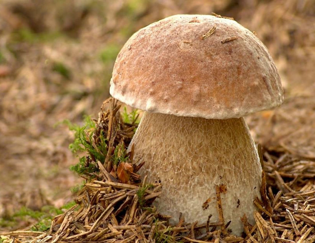 Опасный двойник белого гриба — боровик коренящийся!
