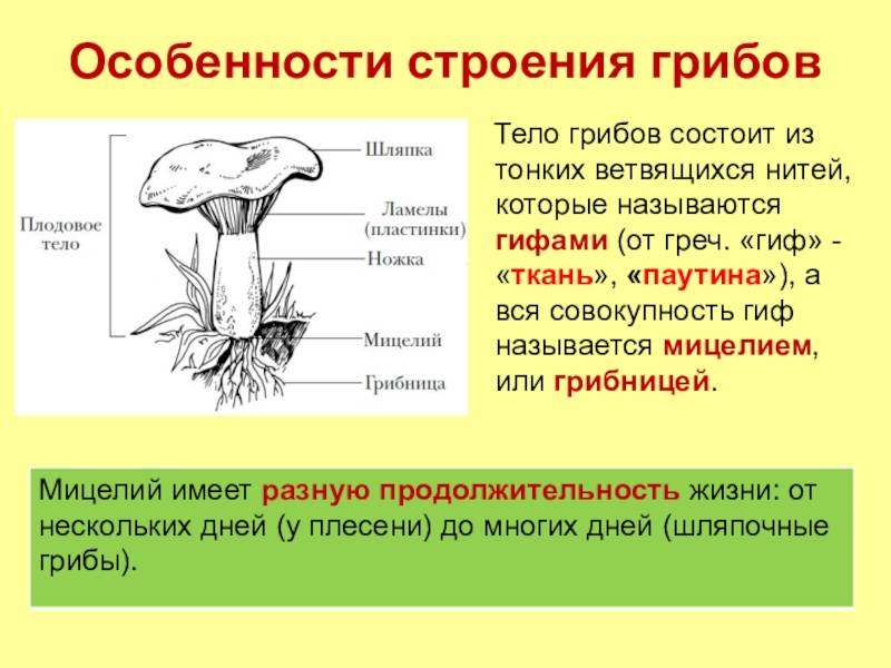 Необычный съедобный гриб — моховик трещиноватый