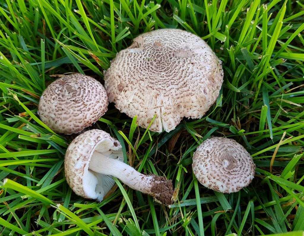 Описание, разновидности и свойства грибов зонтиков