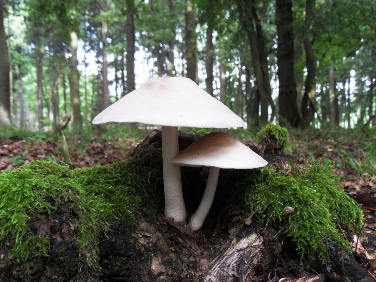 Олений гриб. его свойства и отличия от ивового, белого, благородного и синеногого плютея + видео