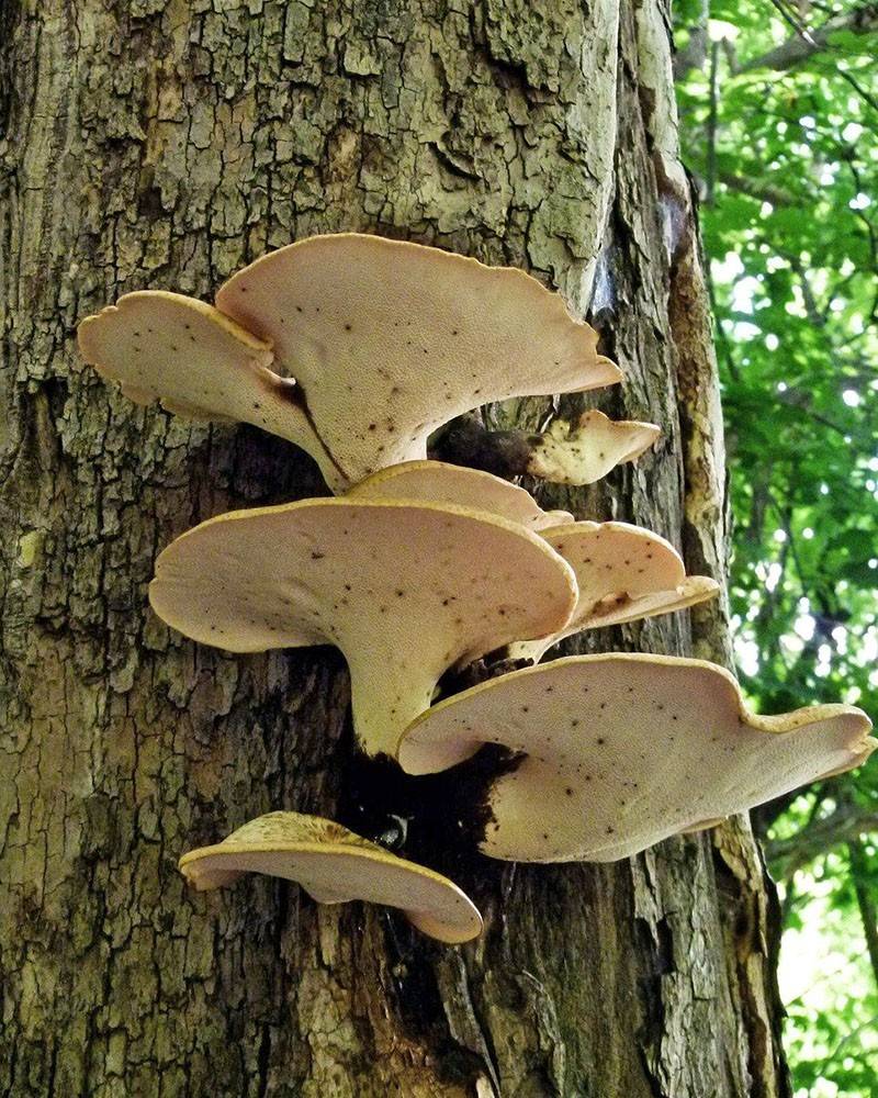 Описание и фото съедобных грибов, растущих на деревьях и пнях