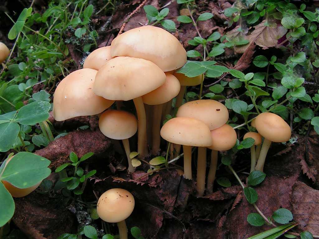 Коллибия веретеноногая (денежка веретеноногая, gymnopusfusipes): как выглядят грибы, где и как растут, съедобны или нет - агрономия