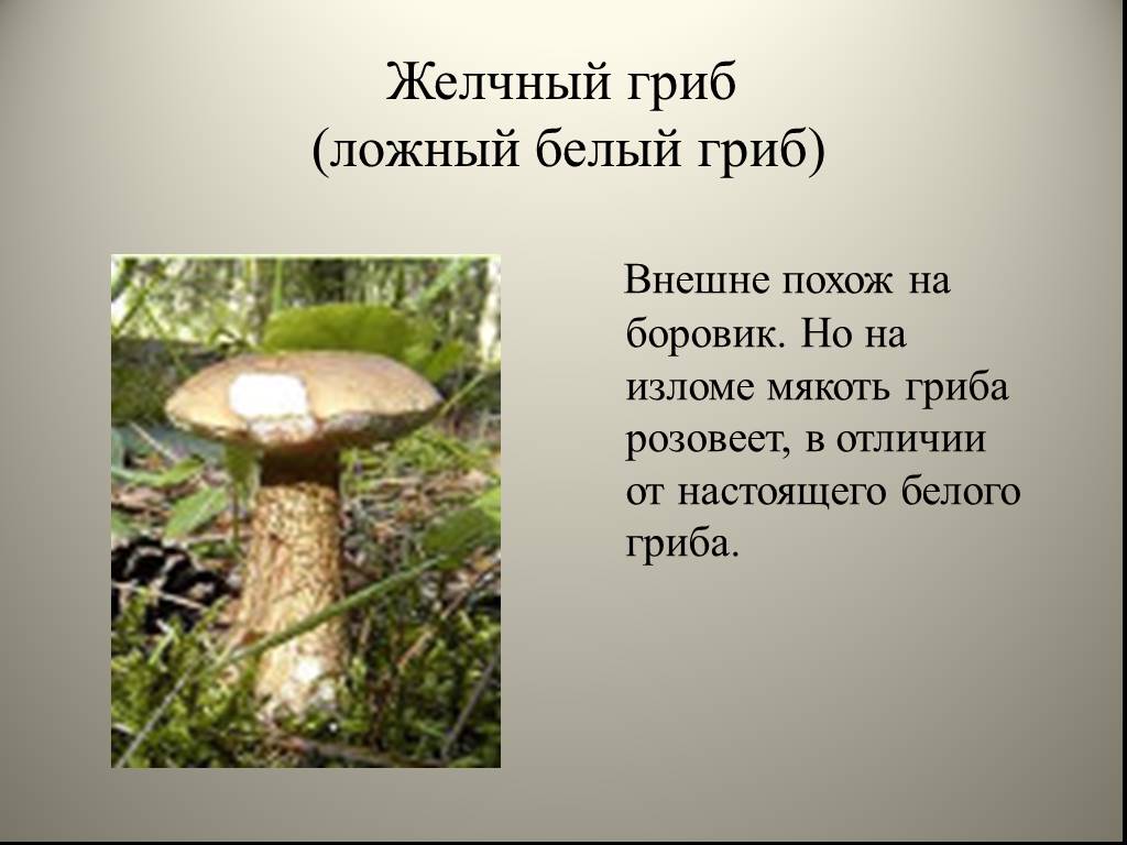 Сообщение о ядовитом грибе желчный гриб. как отличить истинный белый гриб от несъедобных двойников