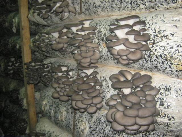 Ресурс заблокирован - resource is blocked
выращивание грибов в подвале дома или гаража: какие грибы можно и как выращивать