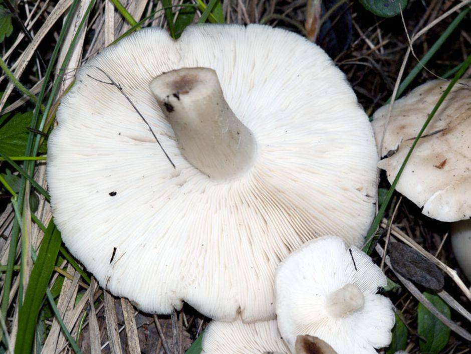Майский гриб (calocybe gambosa) или рядовка майская: 1-й деликатес