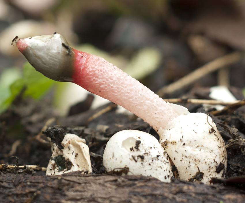 Гриб веселка обыкновенная – необыкновенно целебный гриб