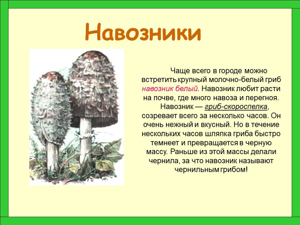 Гриб ежевик гребенчатый (hericium erinaceus) или герициум гребенчатый: описание, фото, рецепты приготовления, лечебные свойства