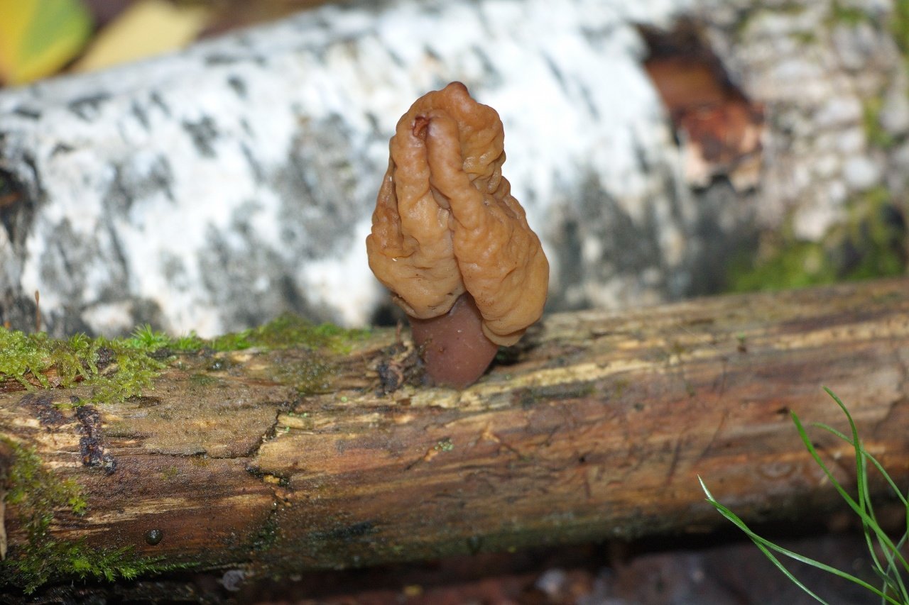 Строчок обыкновенный - фото и описание гриба gyromitra esculenta