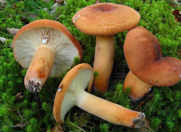 Млечники грибы: фото и описание, съедобные и несъедобные виды