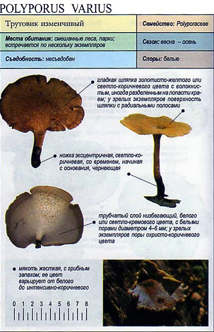 Гриб трутовик (polyporaceae): лечебные свойства, фото и описание