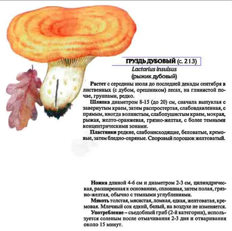 Груздь водянистозоновый – описание и фото гриба, где растет, схожие виды