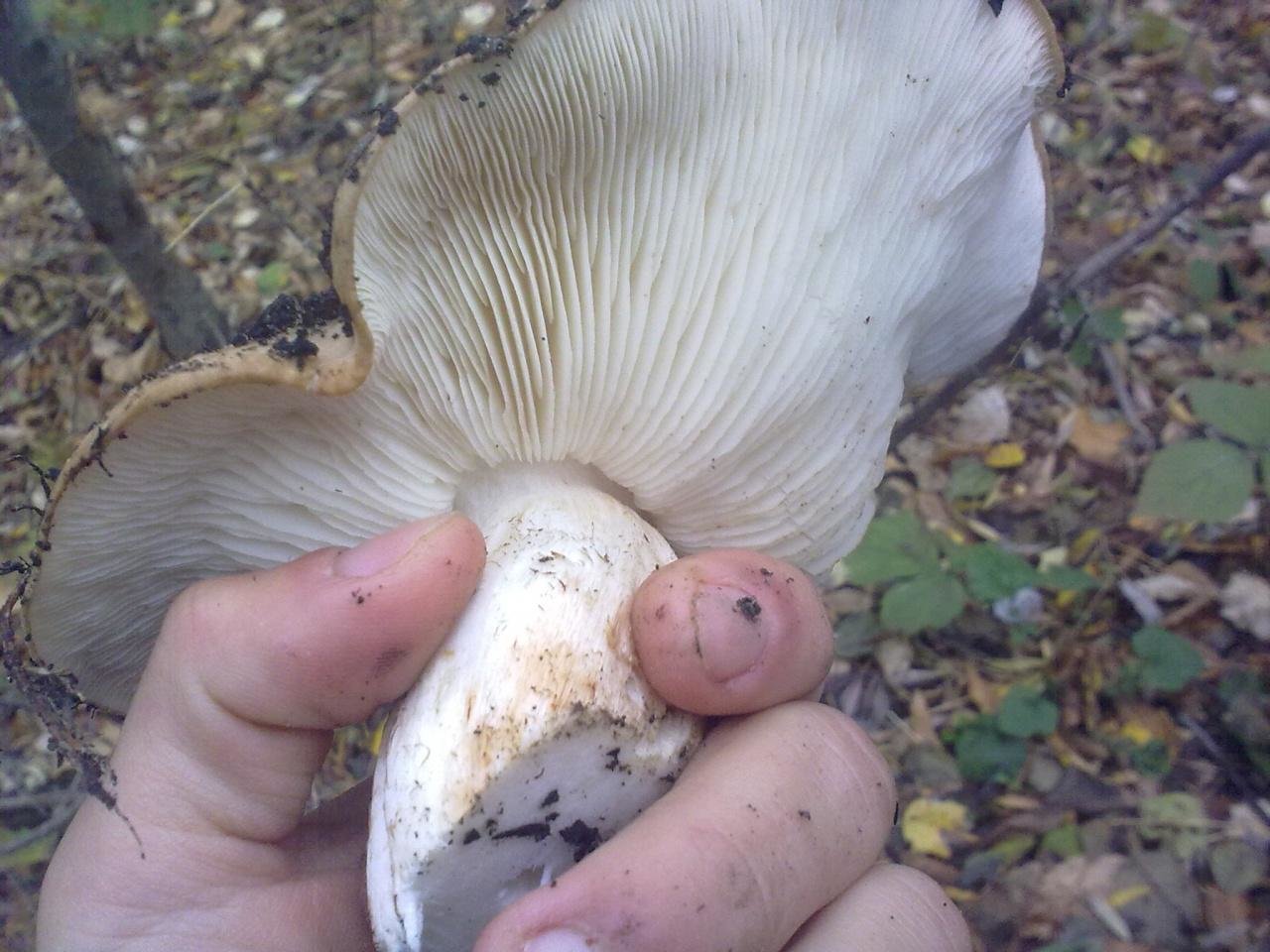 Рядовка тополевая (tricholoma populinum) – грибы сибири