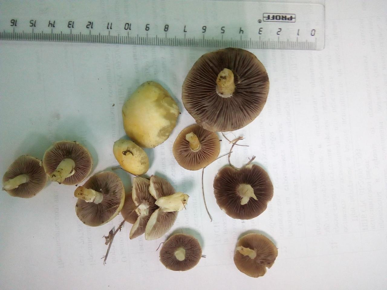 Строфария корончатая (строфария рыжая, stropharia coronilla): как выглядят грибы, где и как растут, съедобны или нет - агрономия
