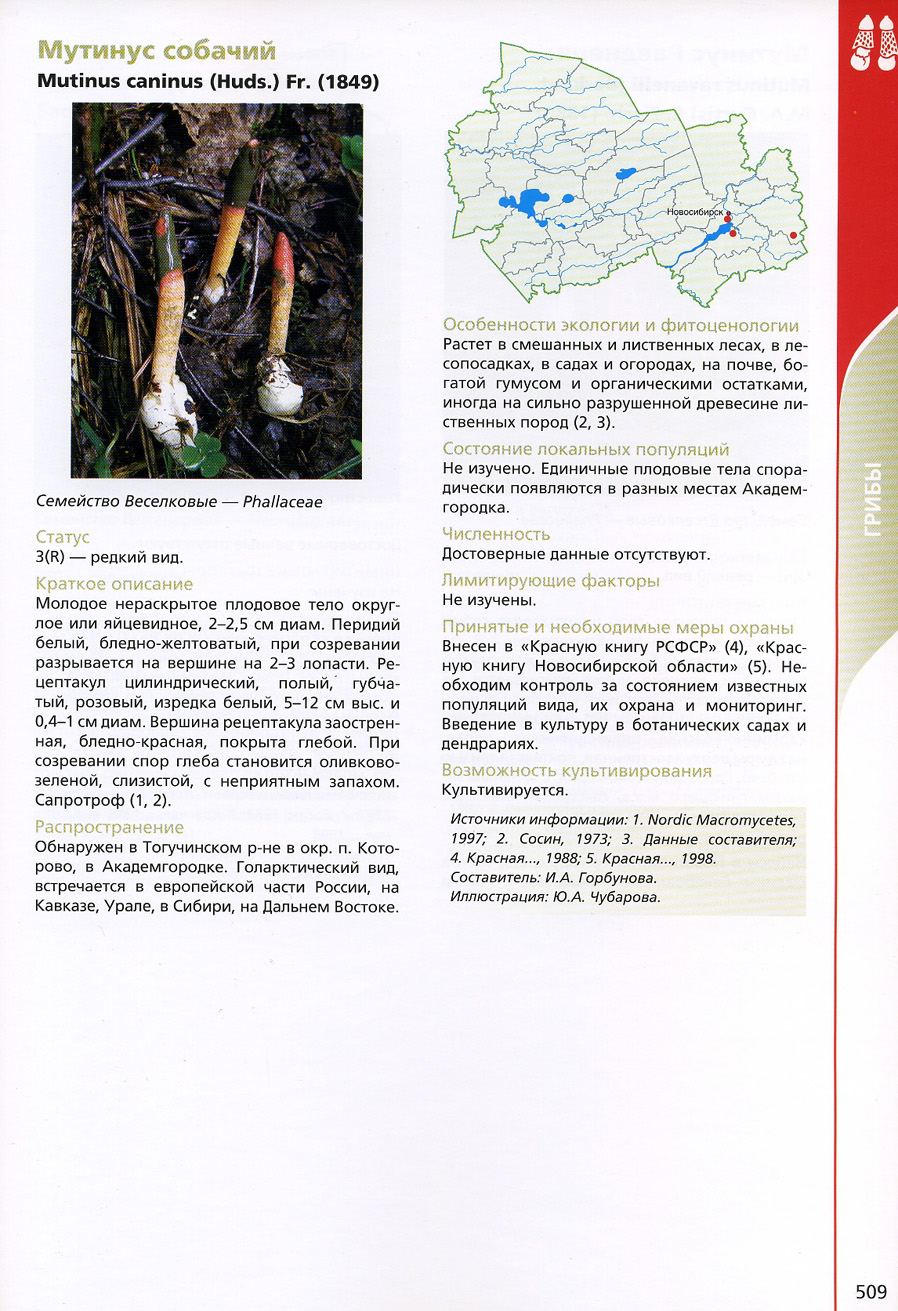 Мутинус собачий (mutinus caninus): фото, описание, лечебные свойства и использование в медицине гриба из красной книги
