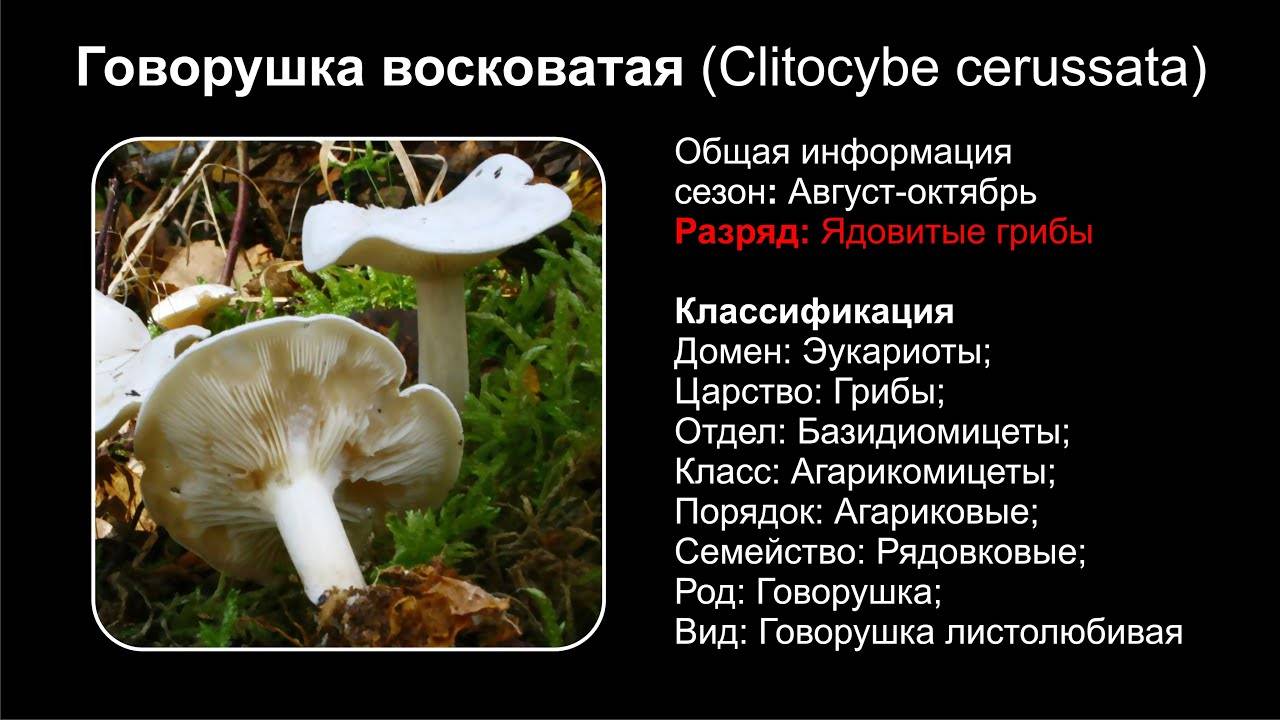 Говорушка беловатая: описание и сходные виды ядовитого гриба