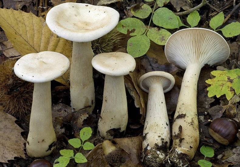 Говорушка подогнутая – скромный лесной житель - грибы собираем