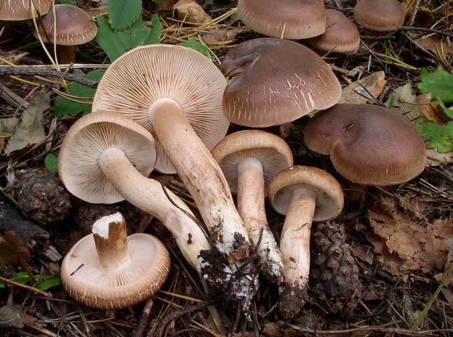 Чешуйчатка обыкновенная: выразительный гриб