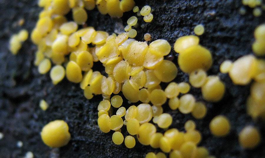 Опёнок чеканный — описание гриба, где растет, похожие виды, фото
