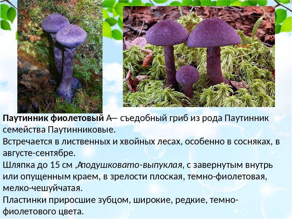 Фиолетовый паутинник (приболотник фиолетовый, cortinarius violaceus): как выглядит, где и как растет, съедобный или нет, как готовить