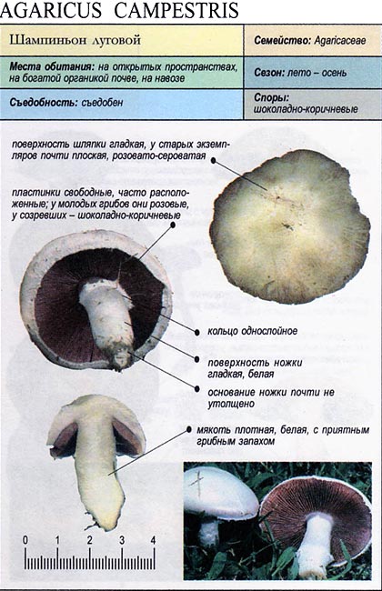 Описание видов грибов шампиньонов, фото полевых, обыкновенных, двукольцевых и других видов шампиньонов
