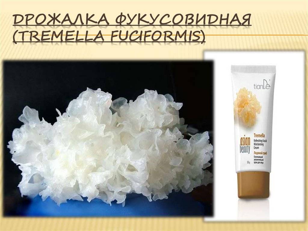Ледяной гриб: описание с фото, польза и вред тремеллы
