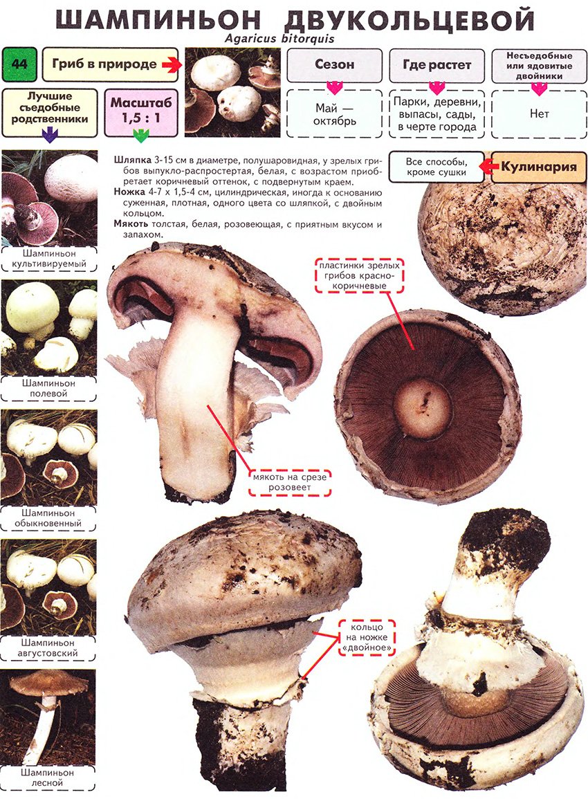 Шампиньон – описание и характеристика, фото гриба, польза и вред