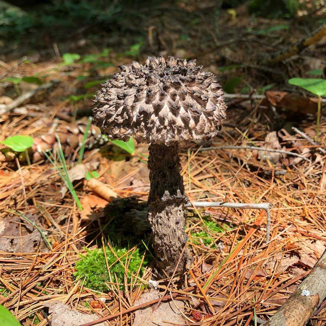 Шишкогриб хлопьеножковый (strobilomyces strobilaceus): редкий гриб из красной книги