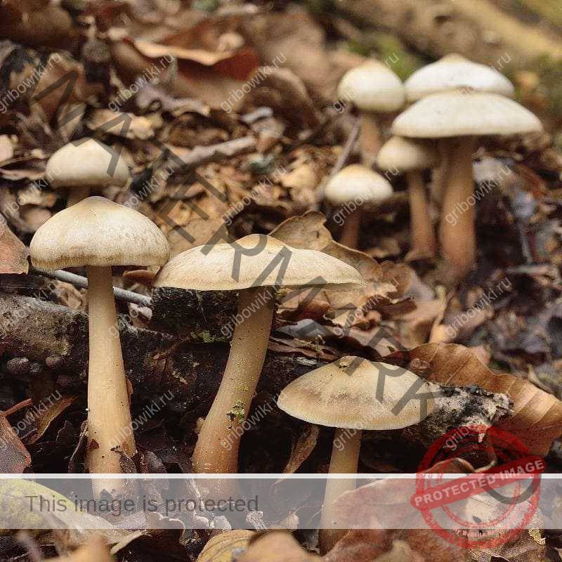 Каштановый гриб (gyroporus castaneus): где растет, виды, фото