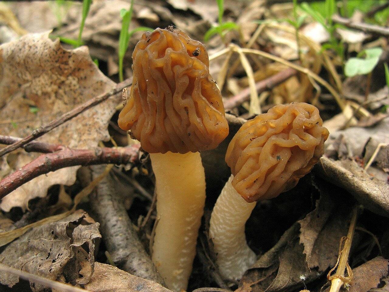 Сморчковая шапочка | грибы и грибные места