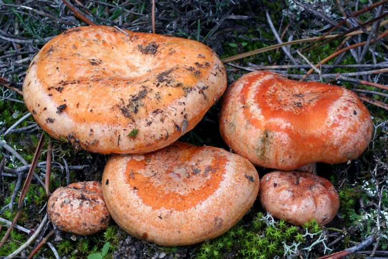 Рыжики (грибы) – описание, фото, виды, съедобность, как готовить