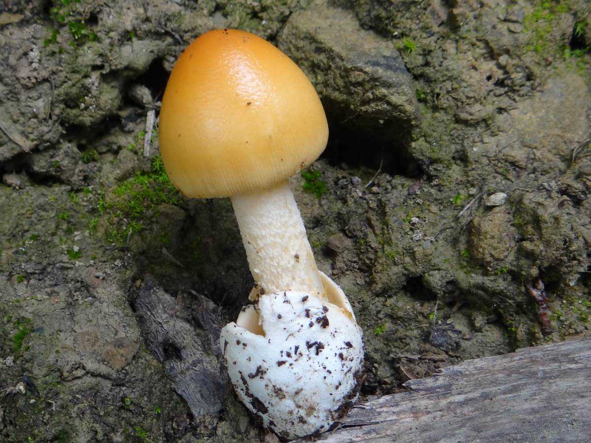 Сморчок конический (morchella conica): фото, описание, строение и жизненный цикл плодового тела гриба