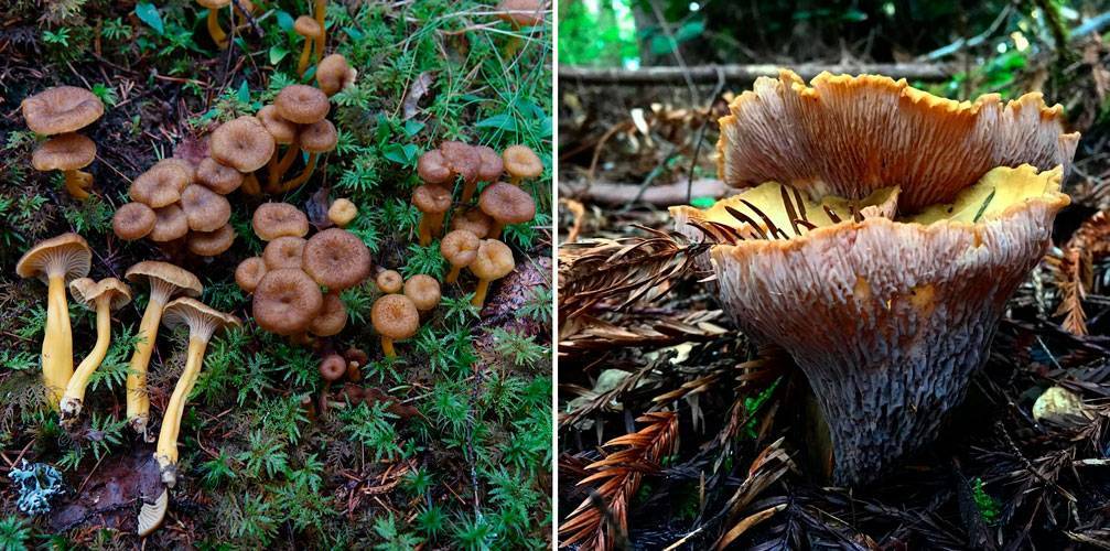 Как выглядят грибы лисички