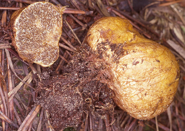 Ризопогон розоватый — описание гриба