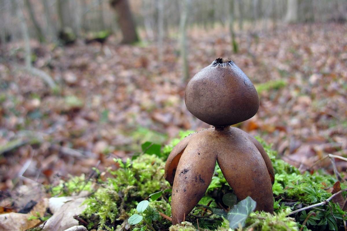 Звездовик шмиделя — описание гриба, где растет, похожие виды, фото