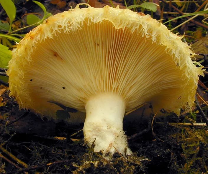 Груздь желтый (подскребыш): описание, фото, где можно найти и когда собирать грибы