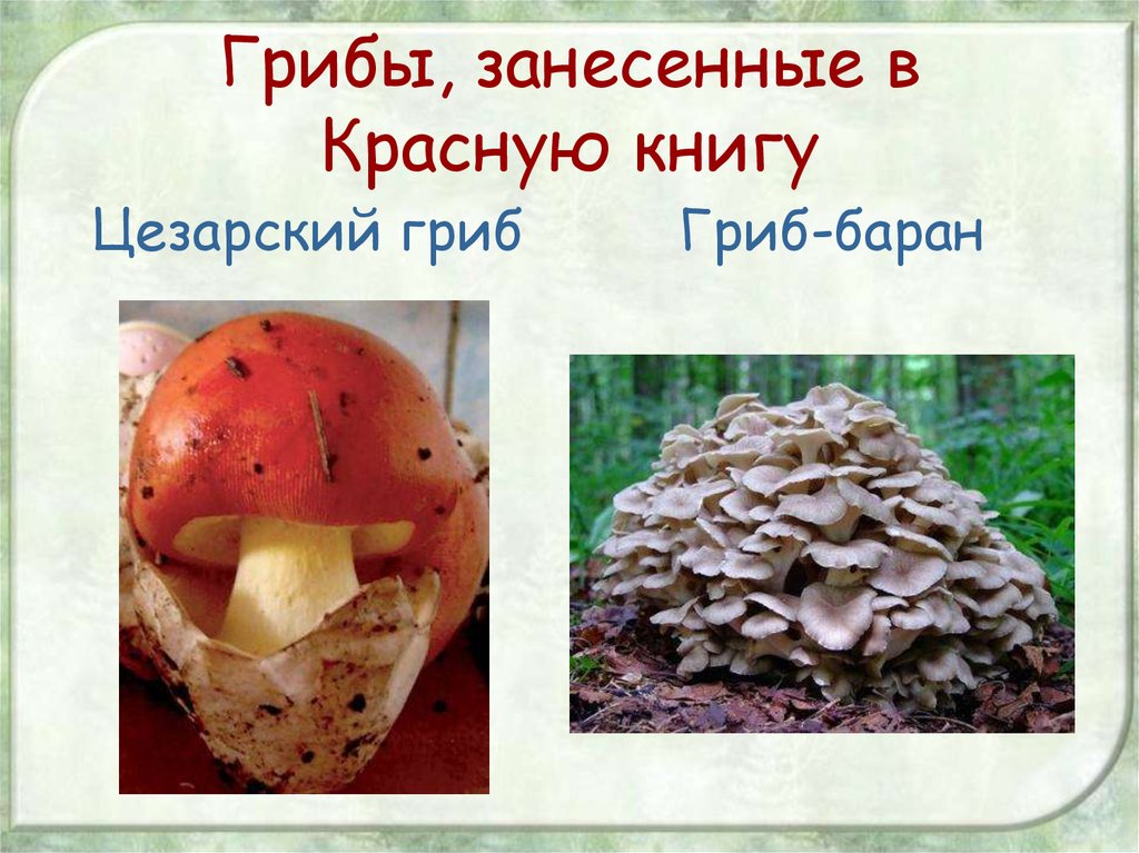 Самые редкие грибы россии ➨ читай всё о природе у нас