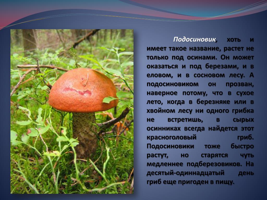 Подосиновик - фото и описание - грибы | дикий сад