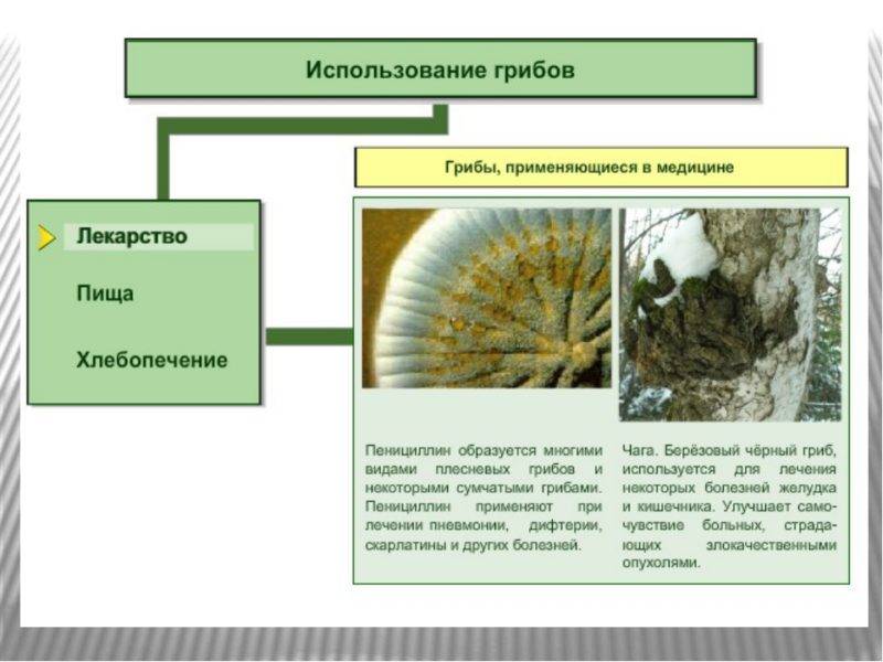 Грибы используют. Использование грибов. Применение грибов. Как используют грибы. Значение грибов в медицине.