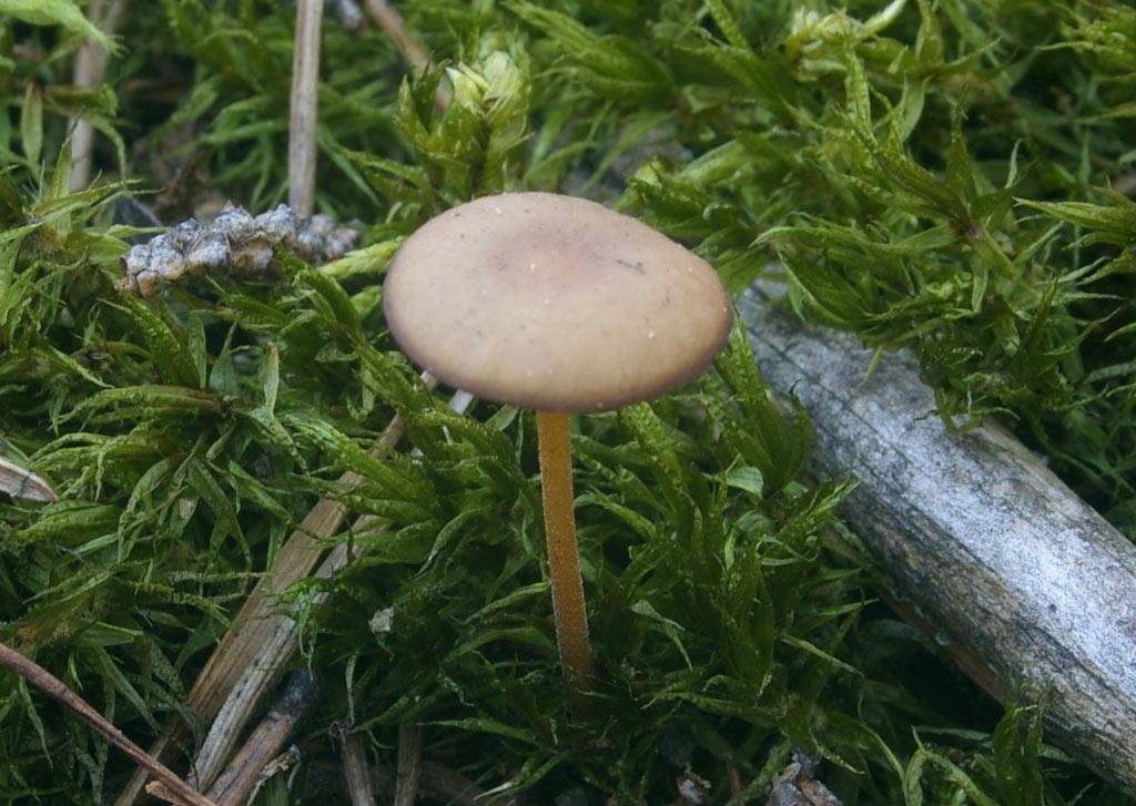 Съедобные грибы весны, часть 1. стробилюрус, учитель труда | это грибы! | дзен