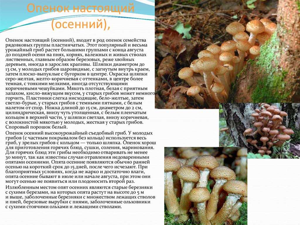 Как вырастить дома грибы: какие виды поддаются культивации, технология подготовки субстрата