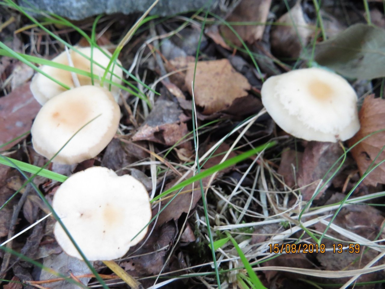 Выращивание грибов опят агроцибе или тополиных опят в домашних условиях / съедобные грибы, ягоды, травы