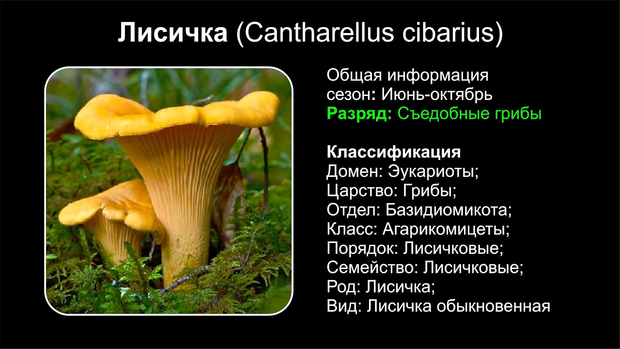 Род: Cantharellus (Лисичка)