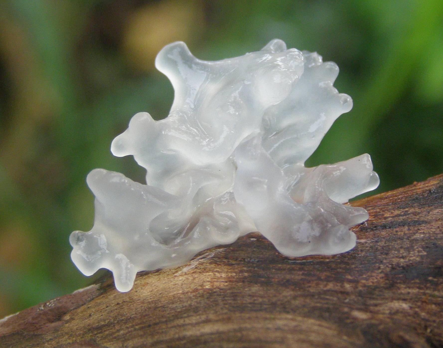 Белый древесный гриб где и как растет и в чем его особенность