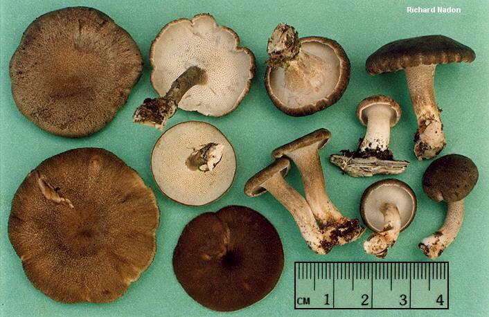 Съедобные древесные грибы трутовики: фото, видео, названия, описание внешнего вида, польза плодовых тел, лечебные свойства