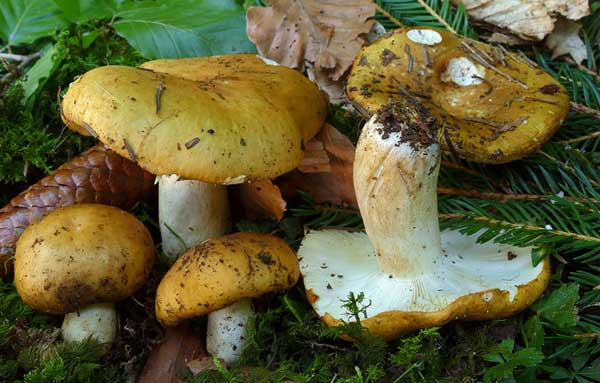 Сыроежки (грибы) – съедобные и несъедобные виды, фото, описание
