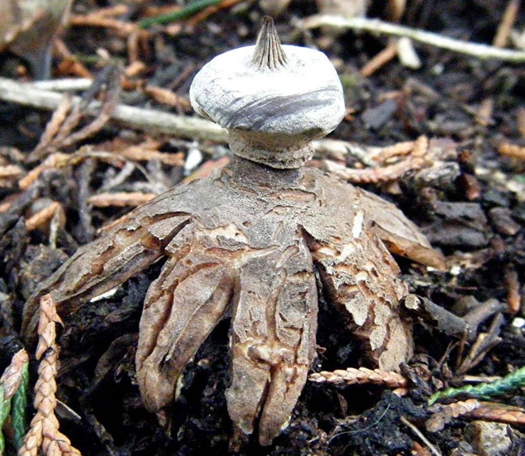 Редкие, странные и необычные грибы | интересный сайт