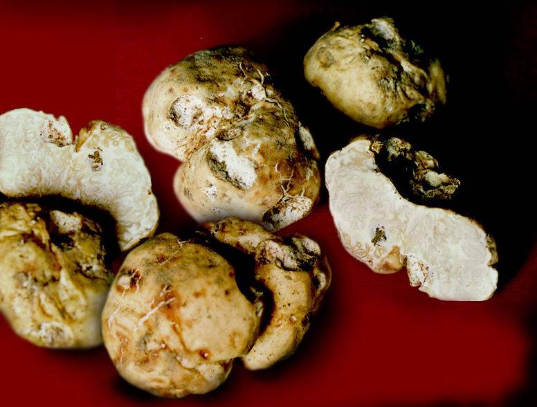 Белый трюфель – фото и описание гриба, где растет и как выглядит, видео — викигриб