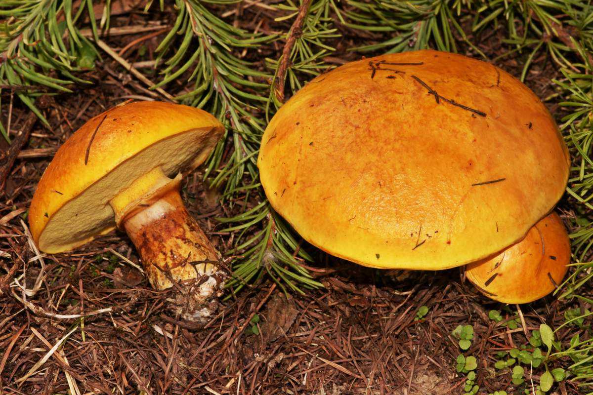 Маслёнок зернистый (suillus granulatus) – грибы сибири